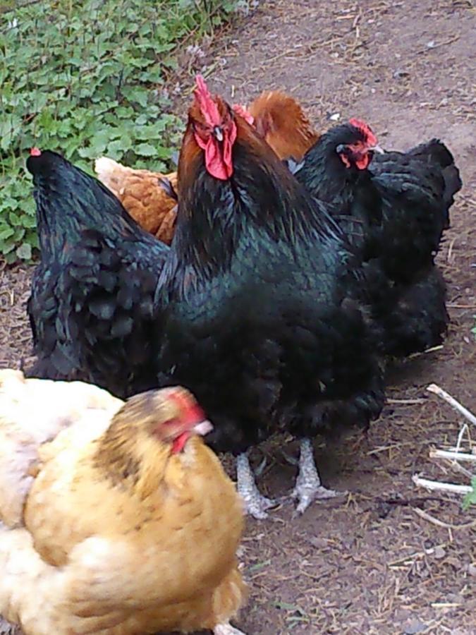 Bed and Breakfast Clumber Lane End Farm Ворксоп Екстер'єр фото